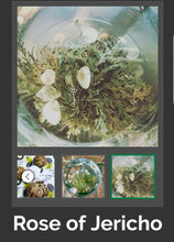 Load image into Gallery viewer, Rose of Jericho