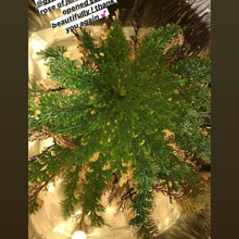 Load image into Gallery viewer, Rose of Jericho